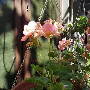 Guest house Gia, Tbilisi